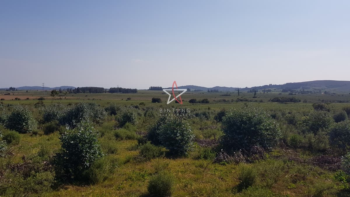 Venta chacra forestada  - Bintang Propiedades