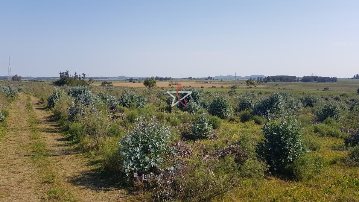 Venta chacra forestada  - Bintang Propiedades