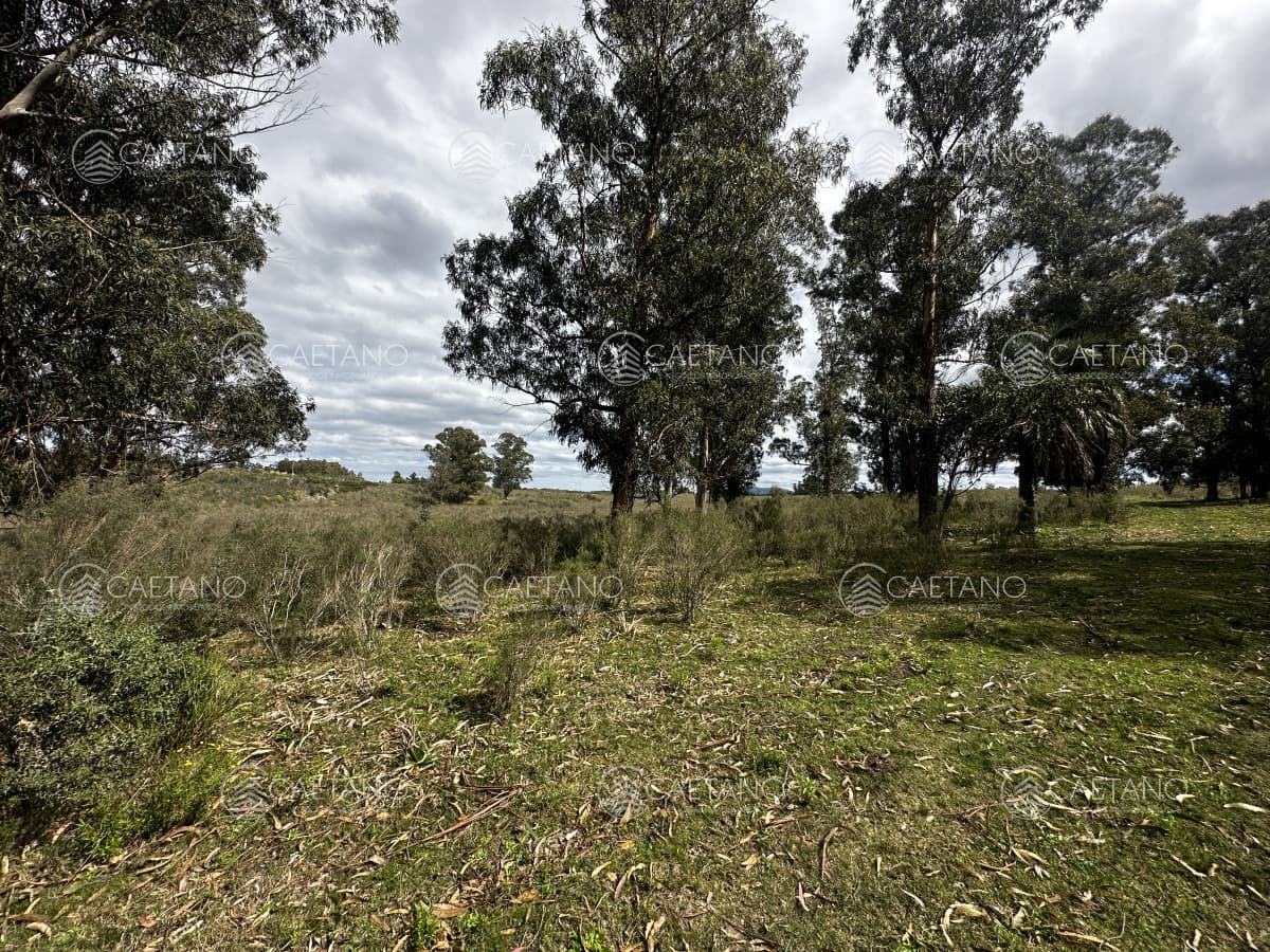 Venta chacra km 116 ruta 9. Cerca de Pan de azúcar