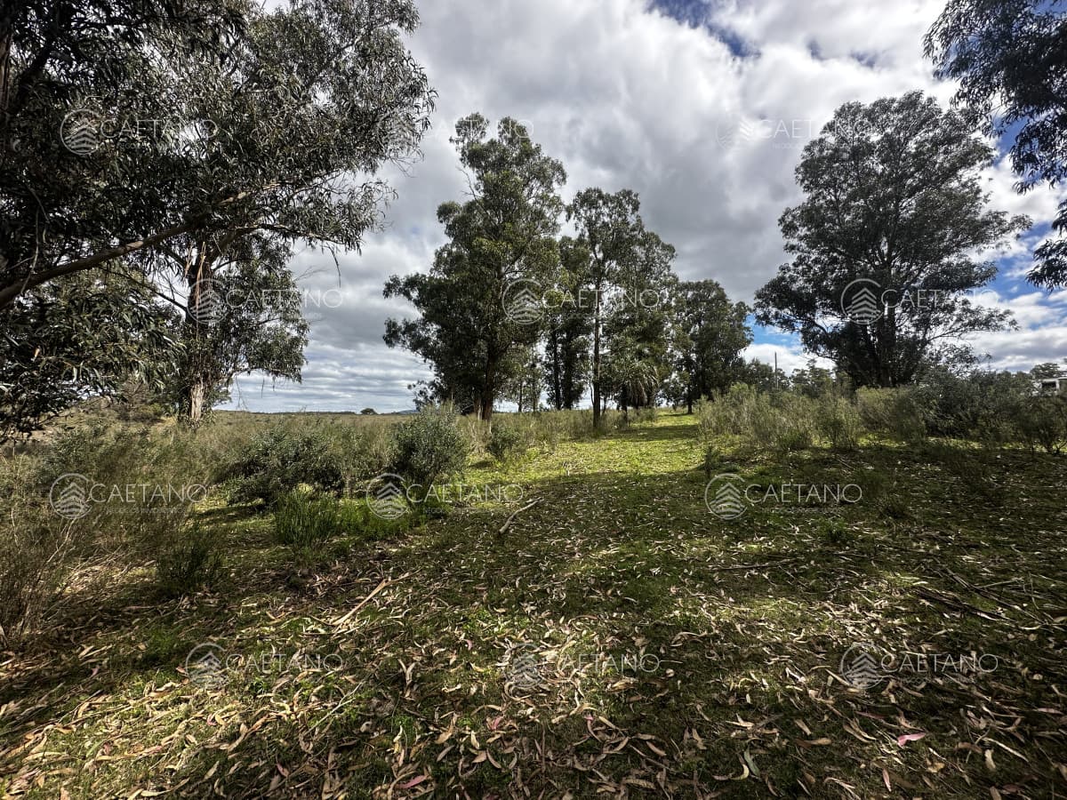 Venta chacra km 116 ruta 9. Cerca de Pan de azúcar