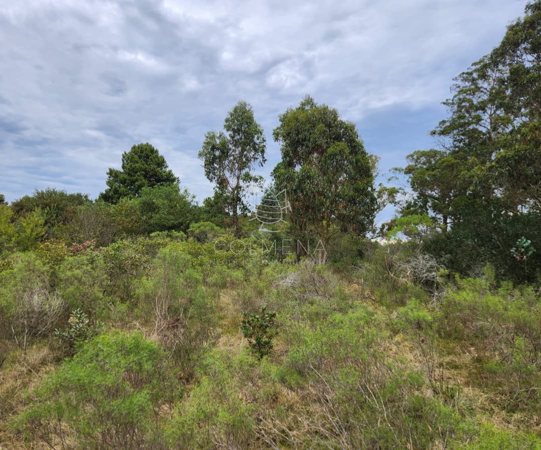 Venta chacra zona La Pataia, Punta Ballena