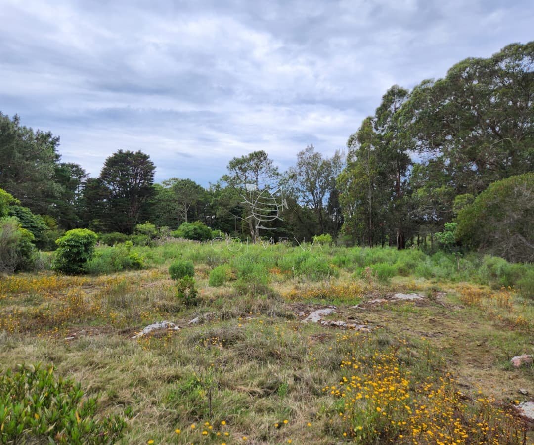 Venta chacra zona La Pataia, Punta Ballena