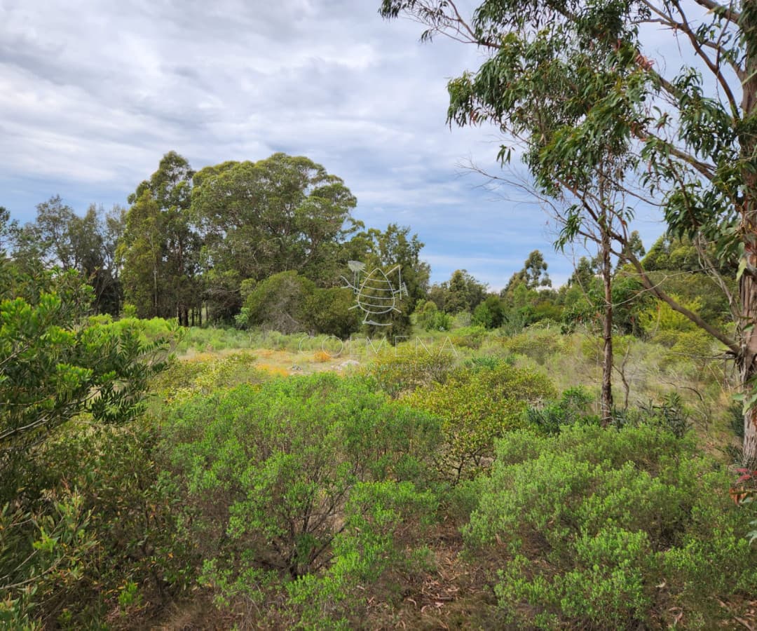 Venta chacra zona La Pataia, Punta Ballena