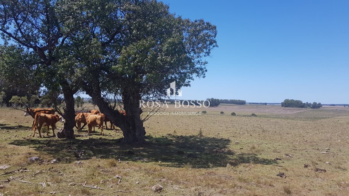 Chacra, Venta, José Ignacio, 10 hectareas