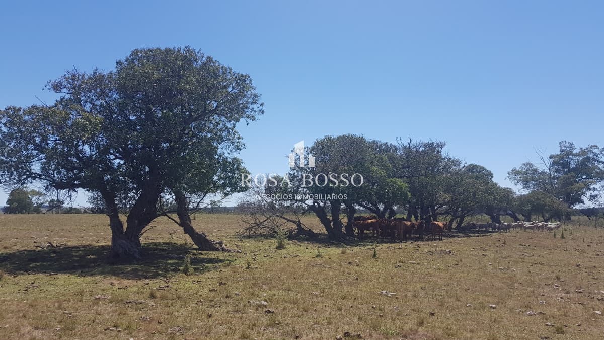 Chacra, Venta, José Ignacio, 10 hectareas