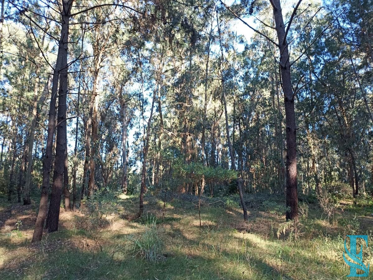 Terreno en Punta del Este, Pinares