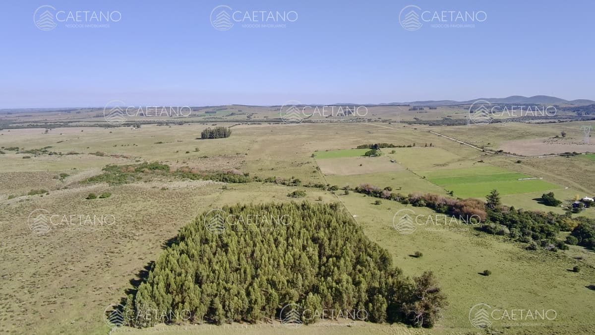 ¡Oportunidad a 4 km de ruta 39 en las Cañas! 2 Chacras de 7 Hectáreas con monte de Eucalipto