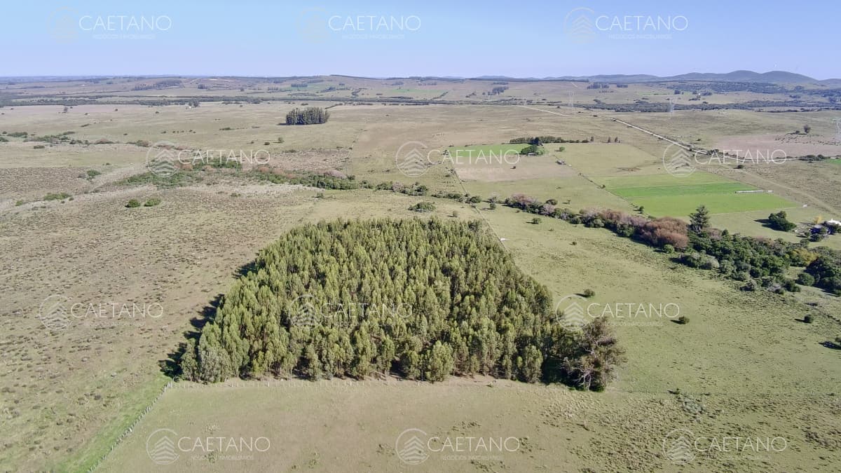 ¡Oportunidad a 4 km de ruta 39 en las Cañas! 2 Chacras de 7 Hectáreas con monte de Eucalipto