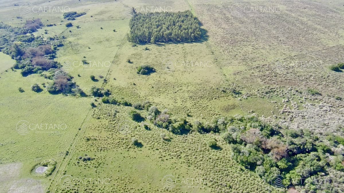 ¡Oportunidad a 4 km de ruta 39 en las Cañas! 2 Chacras de 7 Hectáreas con monte de Eucalipto