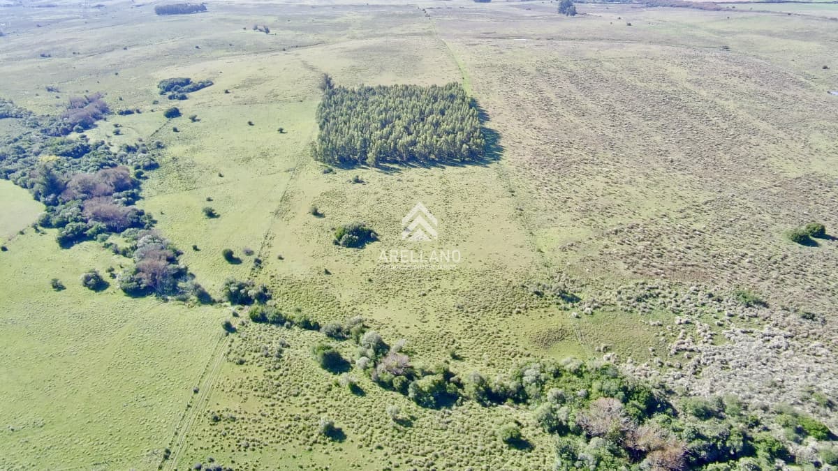 Chacra ID.5813 - ¡Oportunidad a 4 km de ruta 39 en las Cañas! Chacra de 7 Hectáreas con monte de Eucalipto blanco (3 hectáreas)