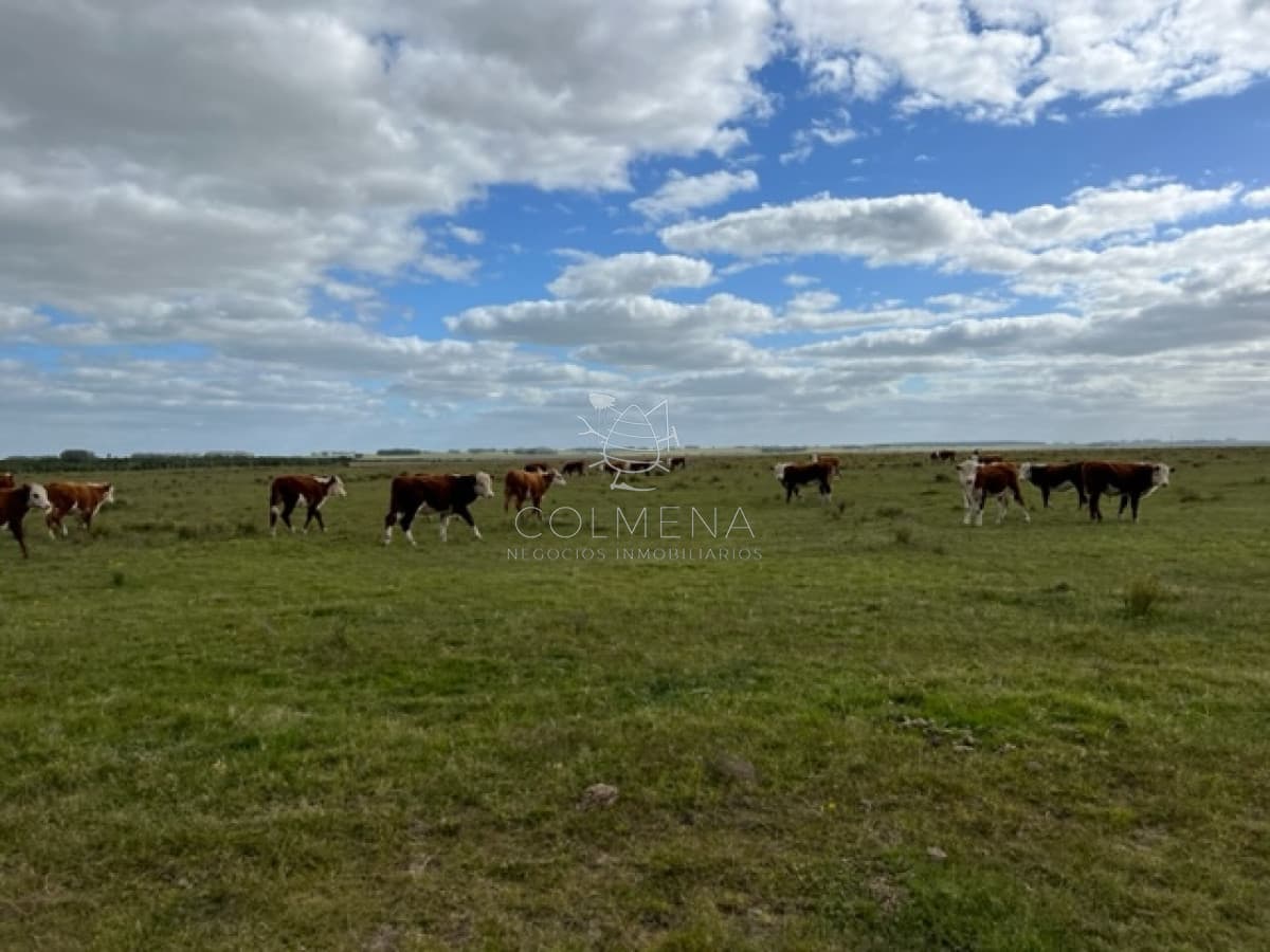 Campo en el departamento de Lavalleja