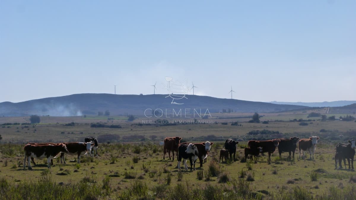 Campo cerca ruta 39 en las Cañas