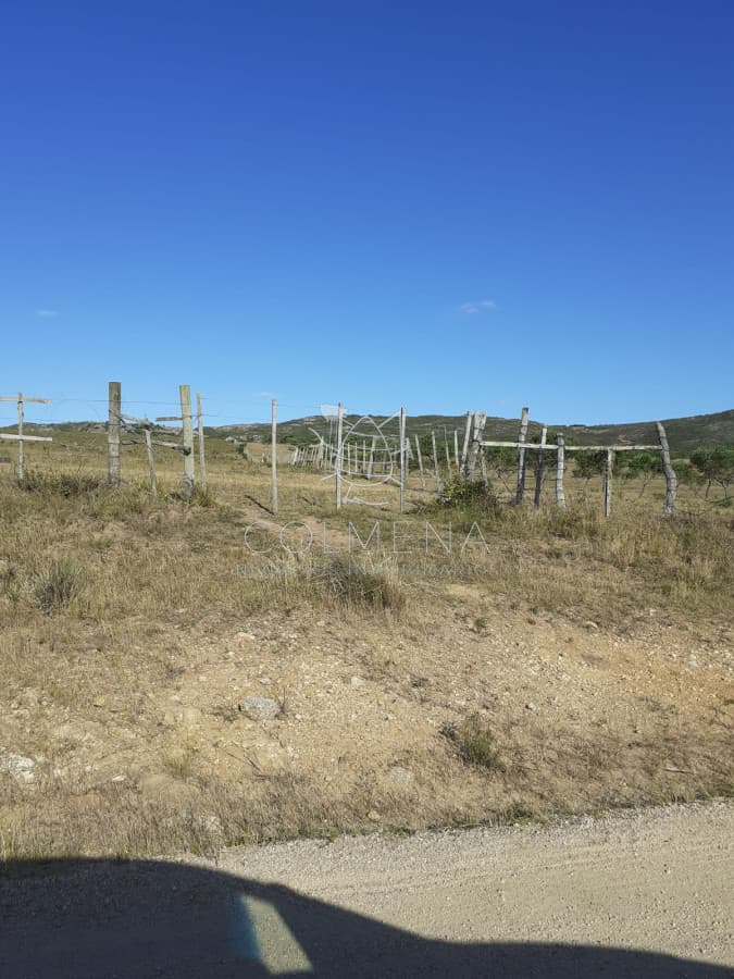 Campo cerca ruta 39 en las Cañas
