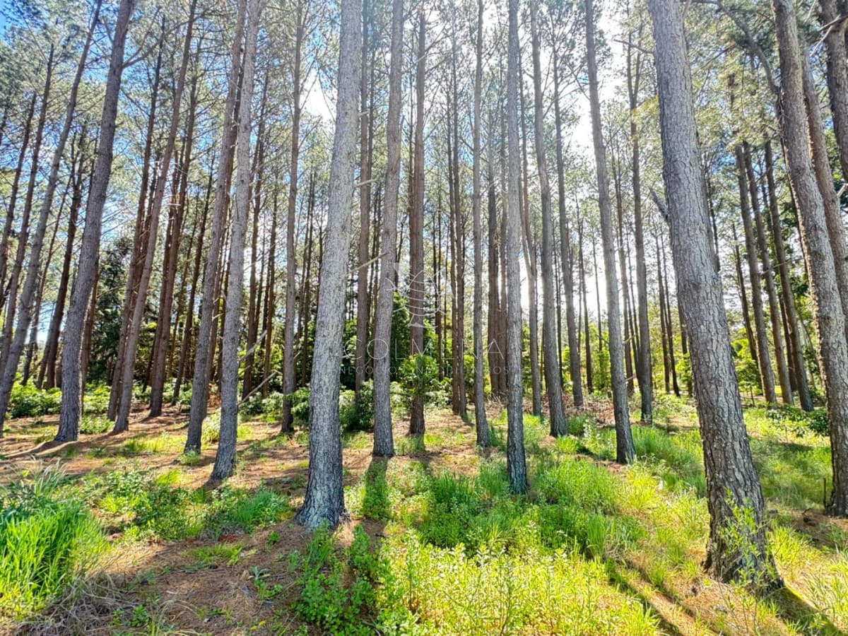 Terreno 10000 m2 en un muy buen entorno