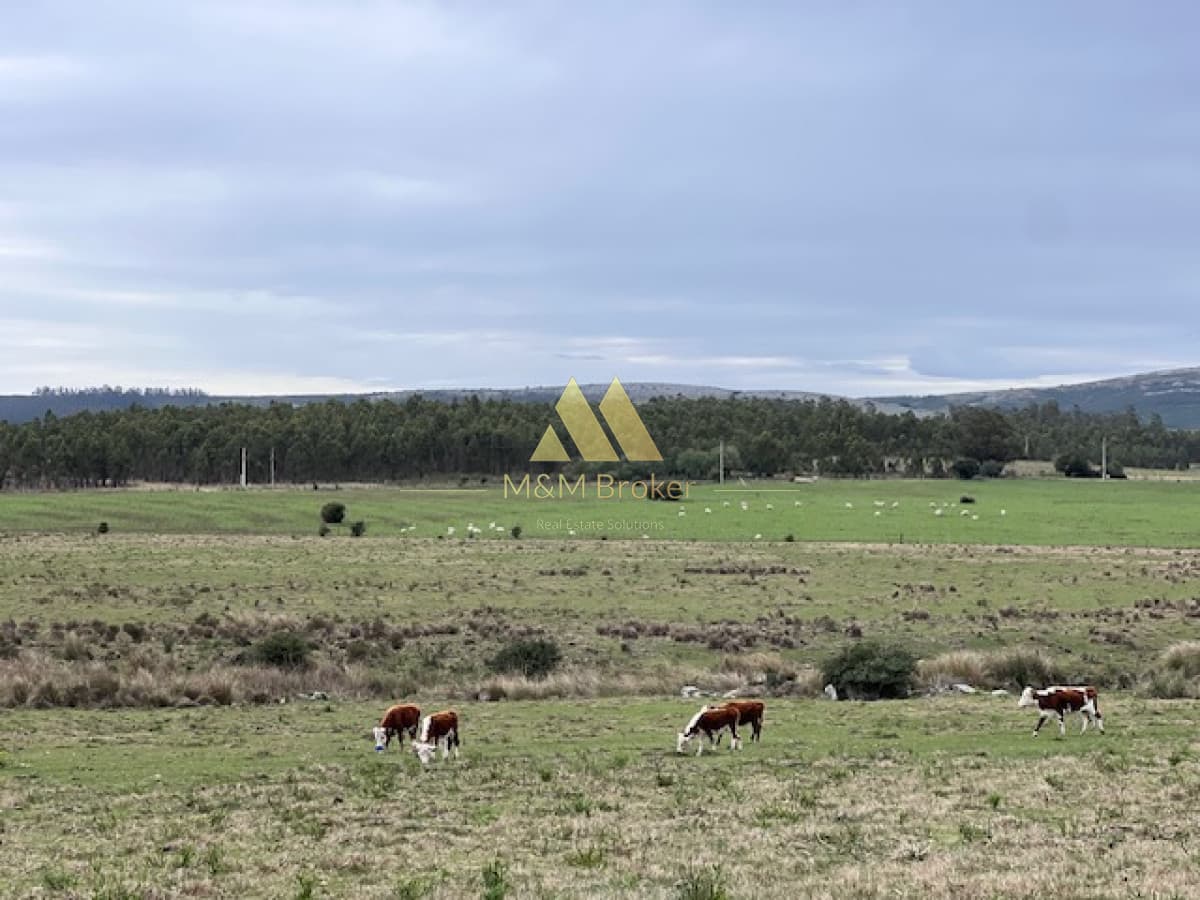 Campo de 22 has 6862 m2 cerca de Punta del Este  -