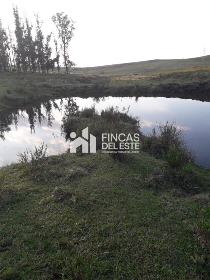 Chacra de 50 hectáreas