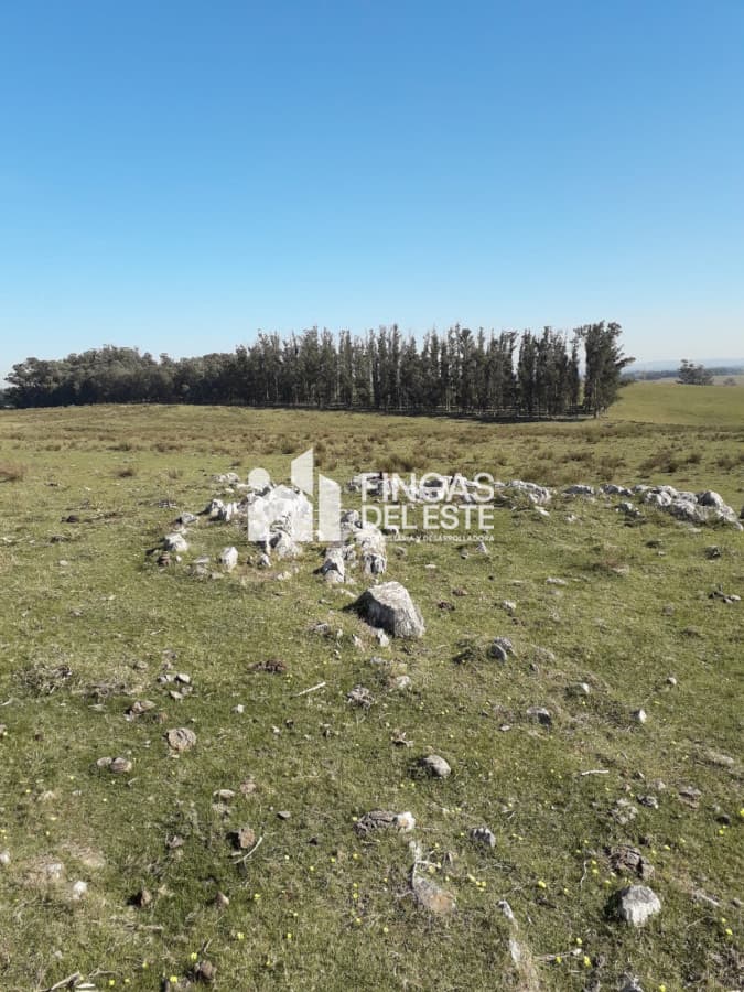 Chacra de 50 hectáreas