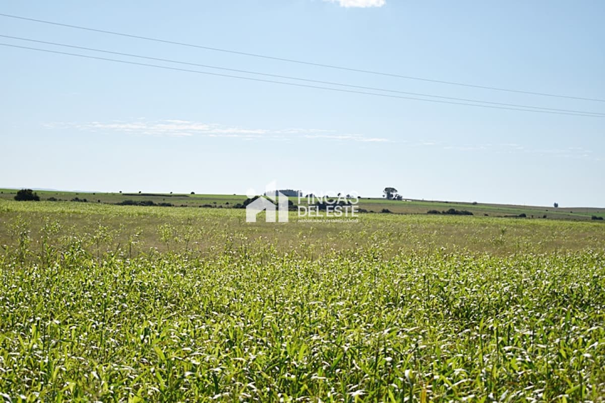 36 ha. sobre ruta 9
