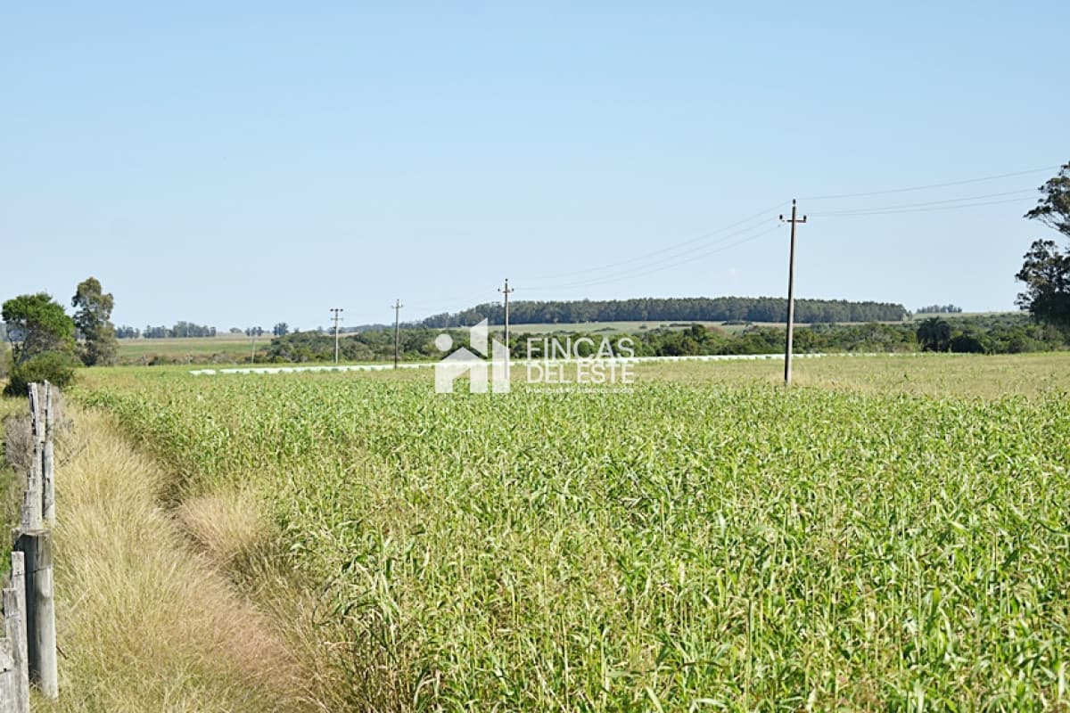 36 ha. sobre ruta 9