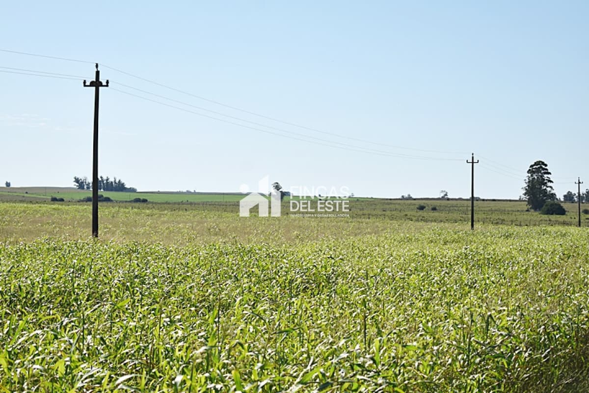 36 ha. sobre ruta 9
