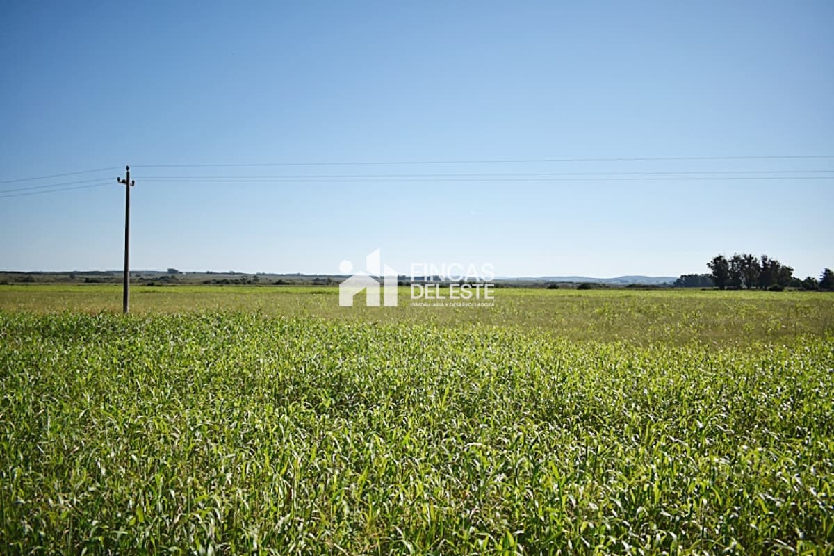 36 ha. sobre ruta 9