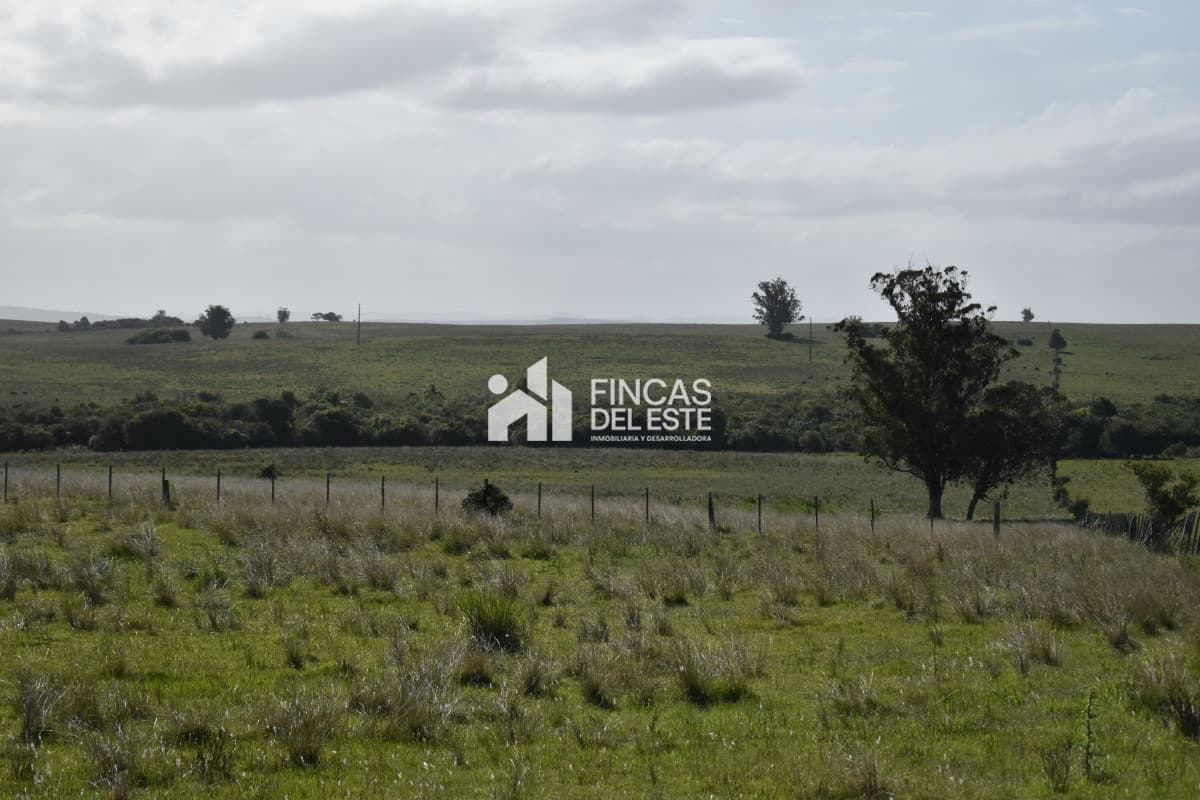 Campo Ruta 9  SAN CARLOS