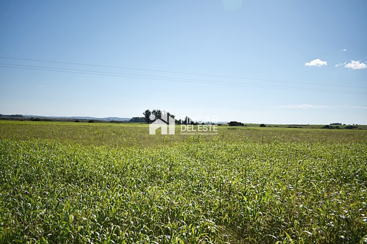 36 ha. sobre ruta 9