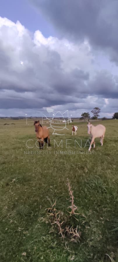 Chacra de 5 Hectáreas sobre Ruta 39