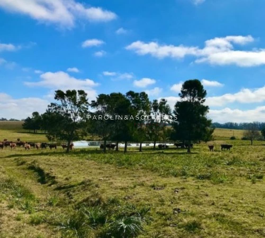 CHACRA 5 HECTAREAS EN HARAS DE MEDELLIN, PUNTA DEL ESTE