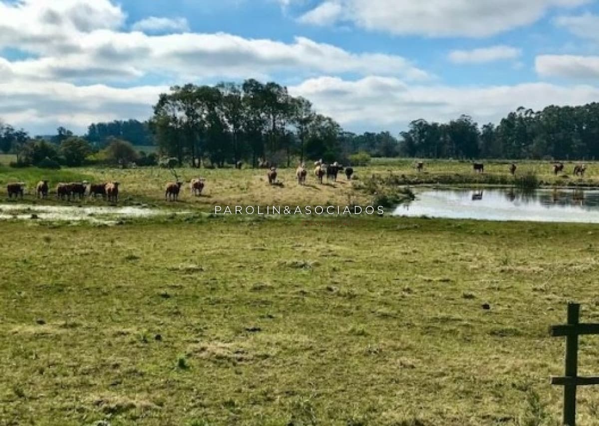 CHACRA 5 HECTAREAS EN HARAS DE MEDELLIN, PUNTA DEL ESTE