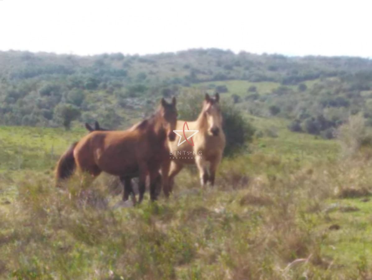campo agricola ganadero sobre ruta 13 a 5 kilómetros de aigua  - Bintang Propiedades