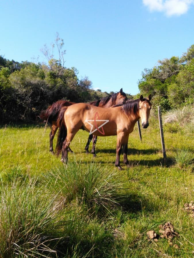 campo agricola ganadero sobre ruta 13 a 5 kilómetros de aigua  - Bintang Propiedades