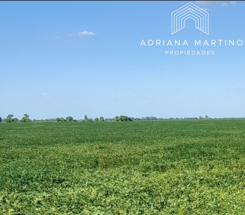 Excelente campo agrícola-ganadero