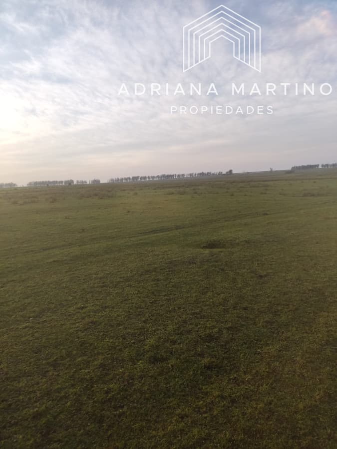 CAMPO GANADERO EN PAYSANDÚ