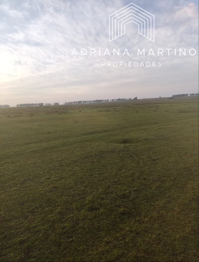Campo agrícola en paysandu