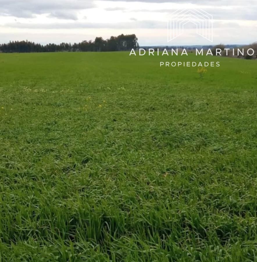 Excelente campo agrícola en lavalleja