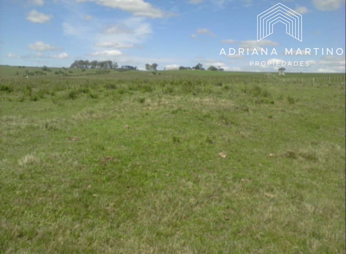 Campo agrícola ganadero en paysandu