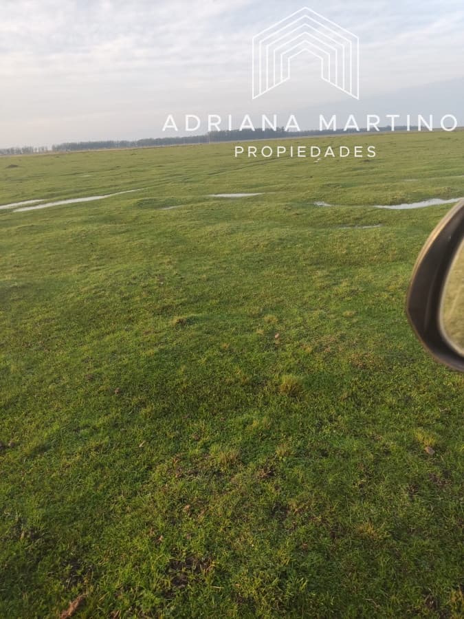 CAMPO GANADERO EN PAYSANDÚ
