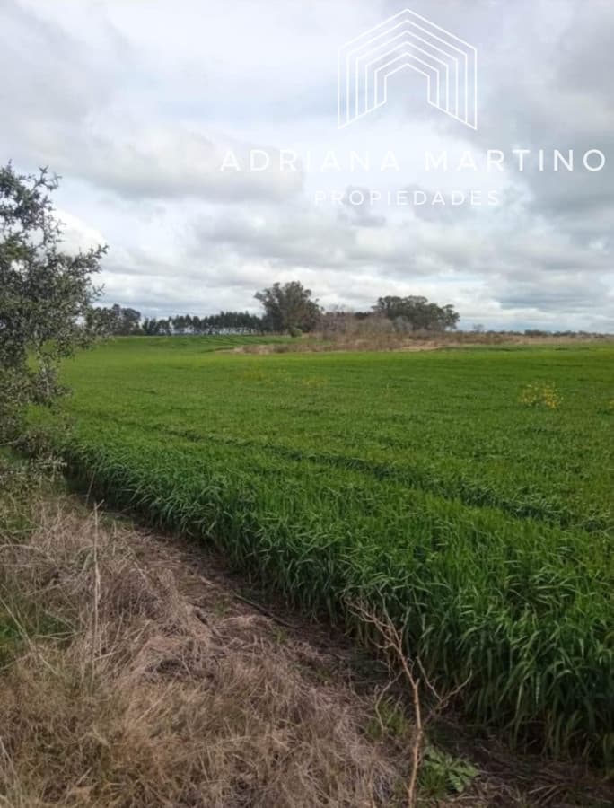 Excelente campo agrícola en lavalleja