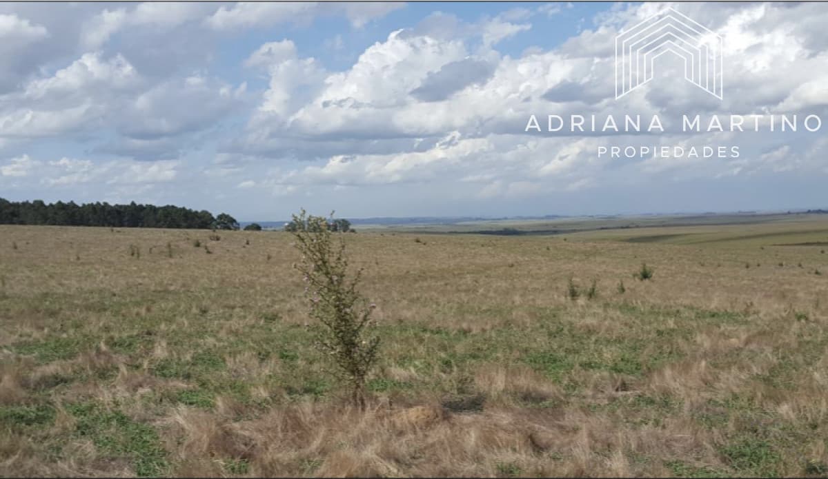 Campo en Lavalleja 1186 ha