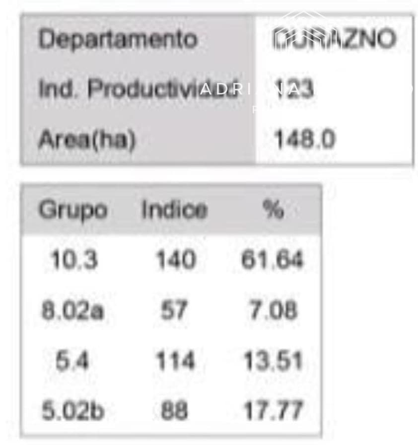 Campo en durazno