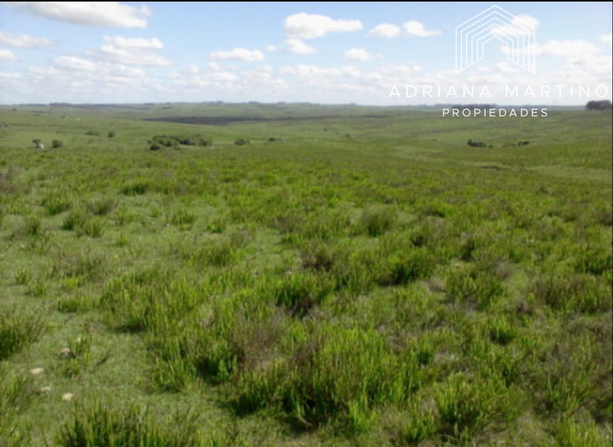 Campo agrícola ganadero en paysandu