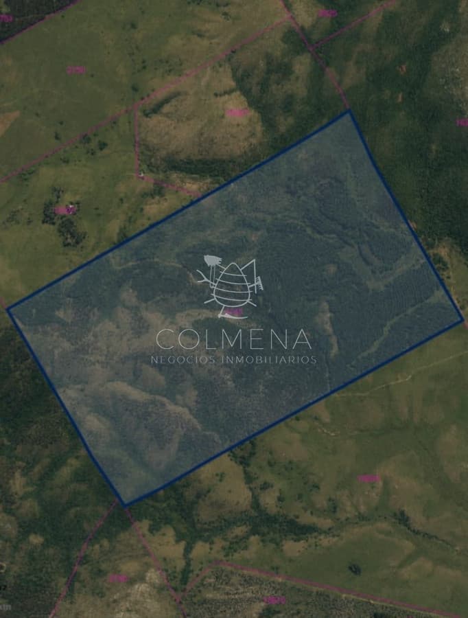 Campo forestal en Lavalleja
