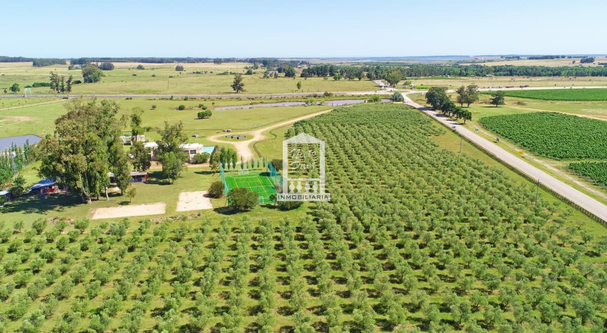 Mega chacra, 750 m2 construidos, 9 dorm, piscina cubierta, 2.700 olivos