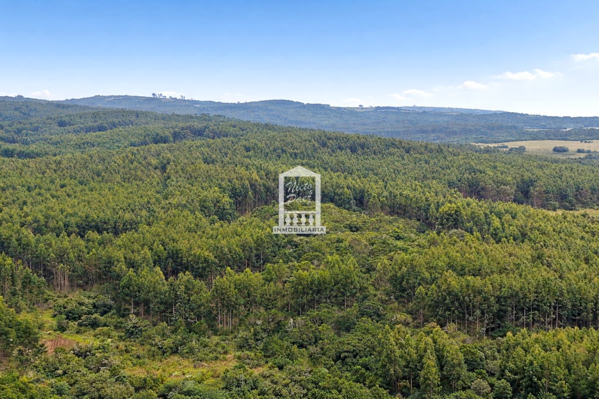 Campo Forestal en Rocha, a 25 km de Castillos.