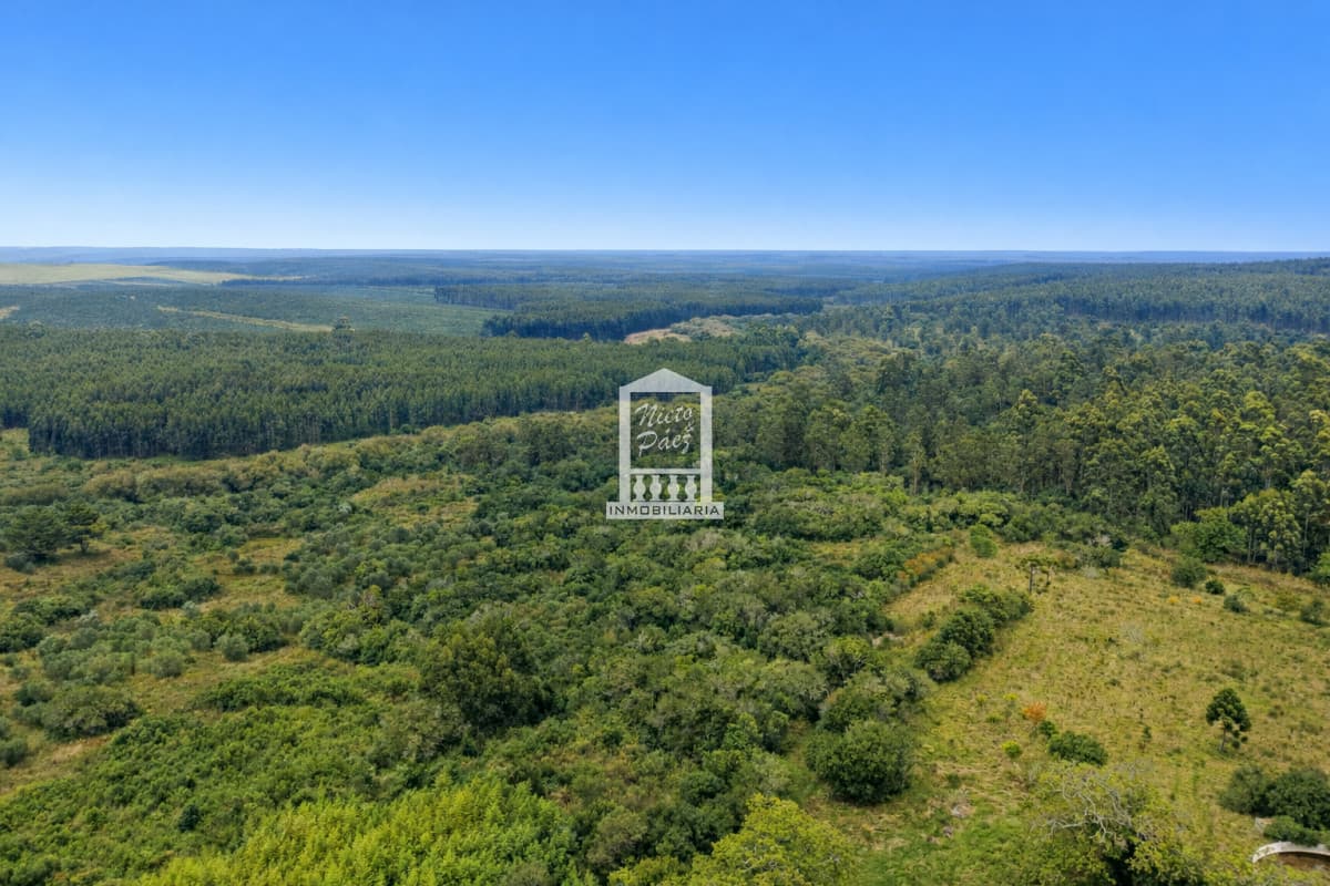 Campo Forestal en Rocha, a 25 km de Castillos.