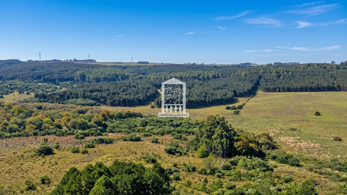 Campo Forestal en Rocha, a 25 km de Castillos.