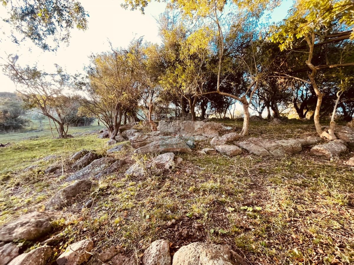 Venta campo 86 hectáreas Aiguá - Uruguay
