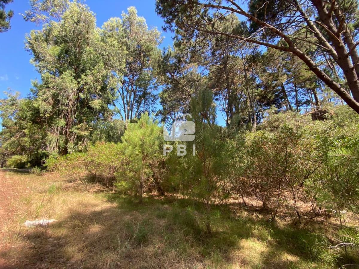 Departamentos y Casas en Punta del Este, Alquileres