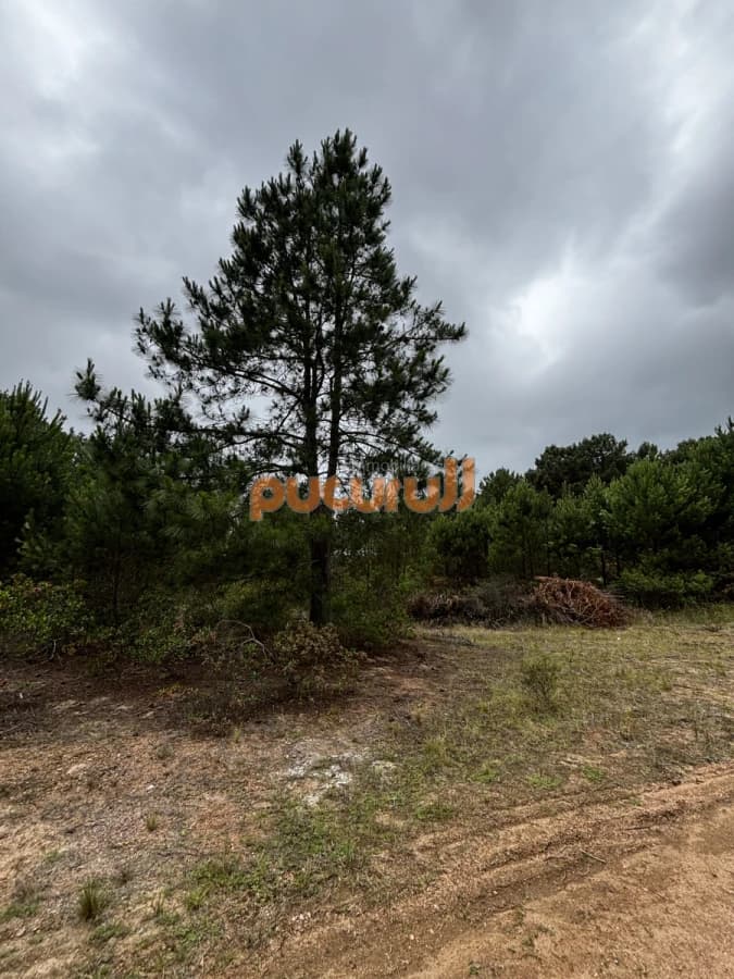 Terreno en Punta Ballena, Chihuahua